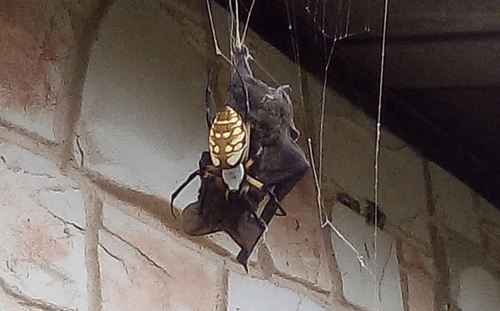 ¿Los murciélagos comen arañas? - 3 - octubre 31, 2022