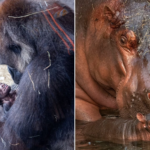 Gorilla vs Hippo: ¿Quién ganaría en una pelea?