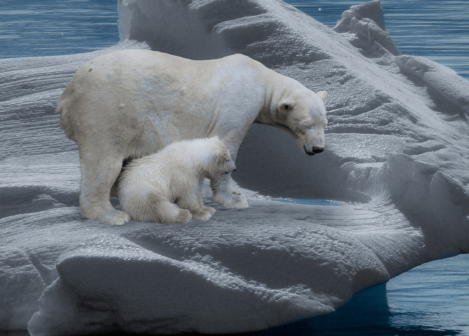 ¿Qué tan fuertes son los osos polares? - 7 - octubre 5, 2022