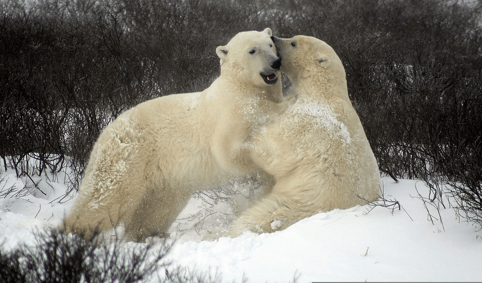 ¿Qué tan fuertes son los osos polares? - 17 - octubre 5, 2022