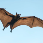 ¿Los murciélagos tienen huesos huecos? ¿Cómo vuelan los murciélagos?