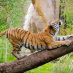 ¿Pueden los tigres subir árboles?