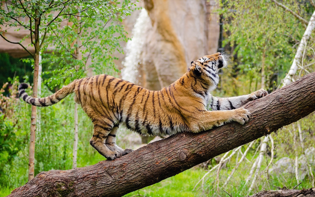 ¿Pueden los tigres subir árboles? - 109 - octubre 6, 2022