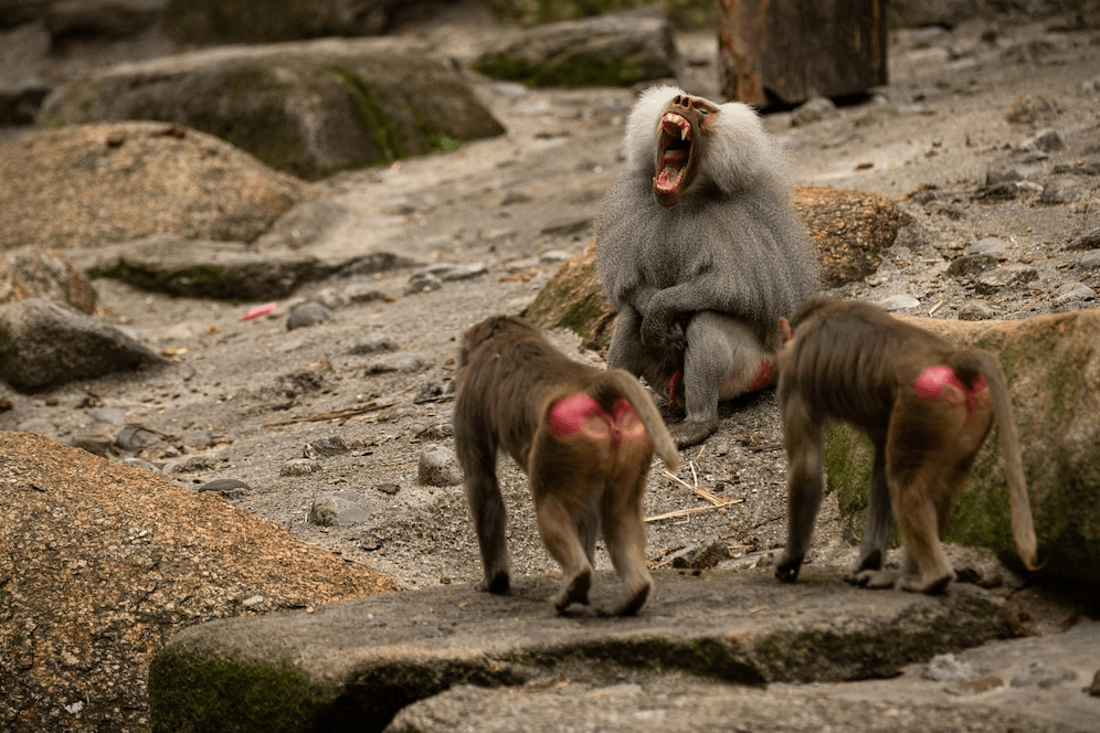 ¿Qué tan fuertes son los babuinos? La fuerza del babuino explicada - 3 - octubre 5, 2022