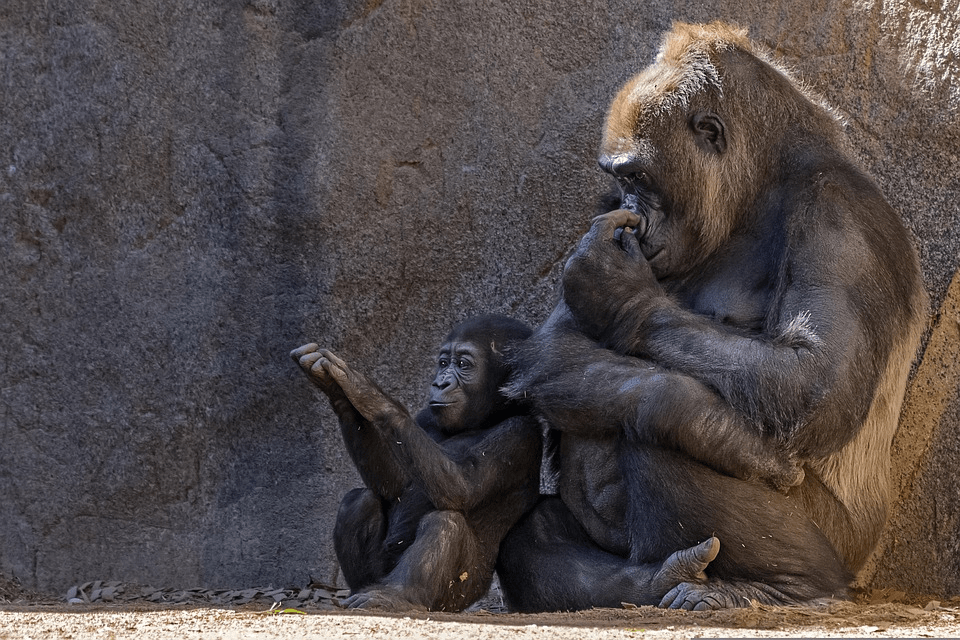 ¿Son amigables los gorilas? ¿Gorillas como humanos? - 9 - octubre 2, 2022
