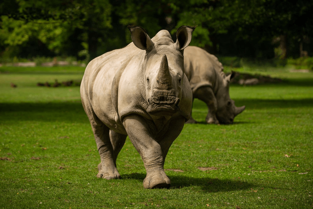¿Qué tan fuertes son los rinocerontes? (Bastante fuerte) - 3 - octubre 10, 2022