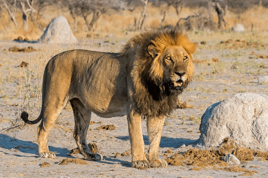 ¿Los leones comen leopardos? - 3 - octubre 13, 2022