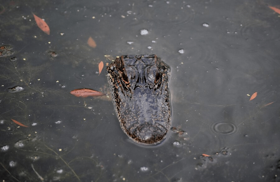 Un cocodrilo apareció en una playa de la ciudad de Panamá - 3 - octubre 13, 2022