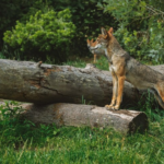 ¿Pueden los coyotes escalar árboles? Cercas?