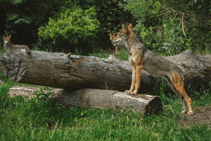 ¿Pueden los coyotes escalar árboles? Cercas? - 3 - octubre 20, 2022