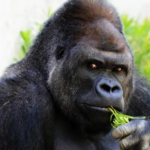 Especies de gorilas más fuertes del mundo