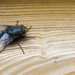 ¿Que significa un mosco negro en la casa?