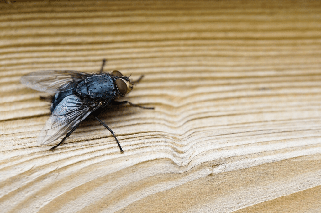 ¿Que significa un mosco negro en la casa? - 3 - octubre 24, 2022