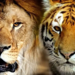 ¿Son los leones y los tigres la misma especie?