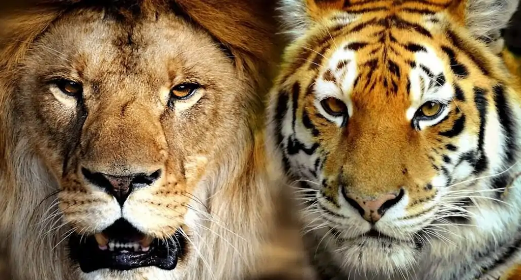 ¿Son los leones y los tigres la misma especie? - 33 - octubre 5, 2022