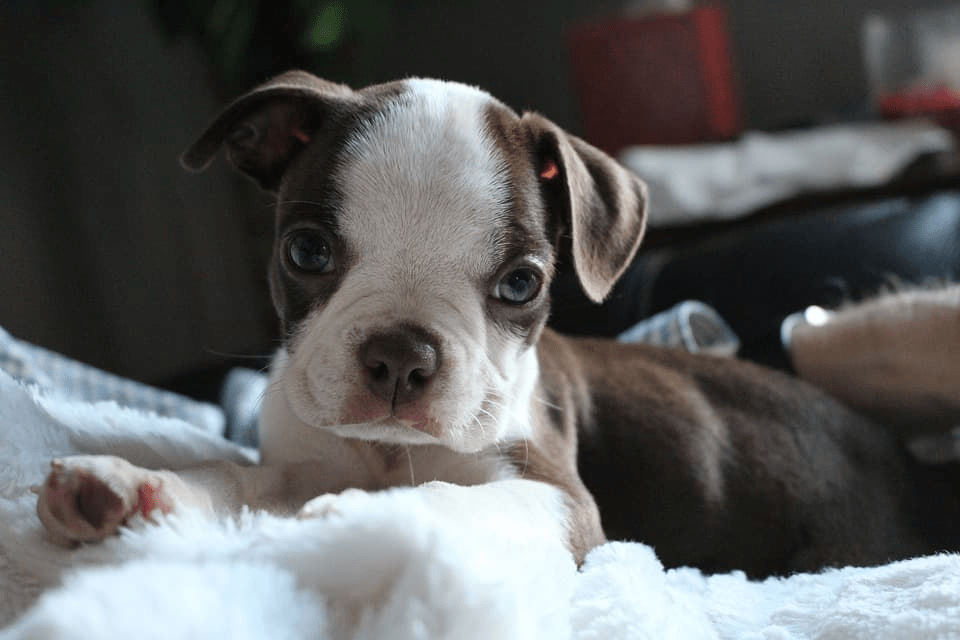 Boston Terrier con raros ojos azules finalmente adoptados - 7 - octubre 28, 2022