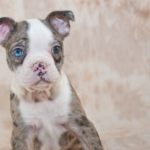 Boston Terrier con raros ojos azules finalmente adoptados