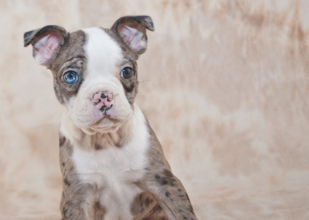 Boston Terrier con raros ojos azules finalmente adoptados - 3 - octubre 28, 2022