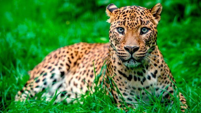 ¿Hacen grandes gatos (leones, tigres, leopardos y jaguars) miau? - 11 - octubre 7, 2022