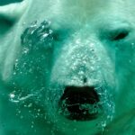 ¿Pueden los osos polares respirar bajo el agua?