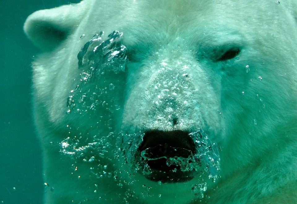 ¿Pueden los osos polares respirar bajo el agua? - 3 - octubre 14, 2022