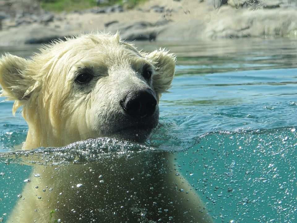 ¿Pueden los osos polares respirar bajo el agua? - 7 - octubre 14, 2022