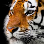 ¿Son inteligentes los tigres?