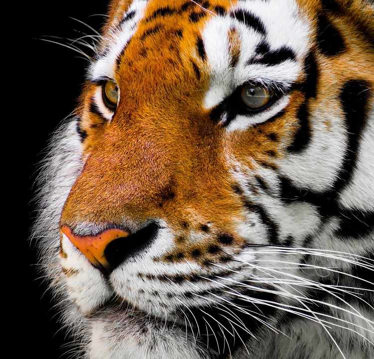 ¿Son inteligentes los tigres? - 3 - octubre 26, 2022