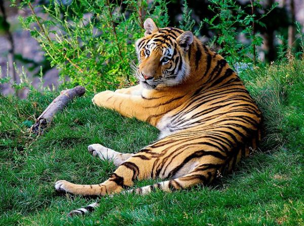 ¿Hacen grandes gatos (leones, tigres, leopardos y jaguars) miau? - 9 - octubre 7, 2022