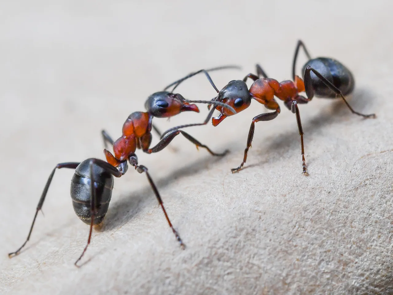 ¿Qué significado espiritual tienen las hormigas en la casa? - 9 - noviembre 5, 2022