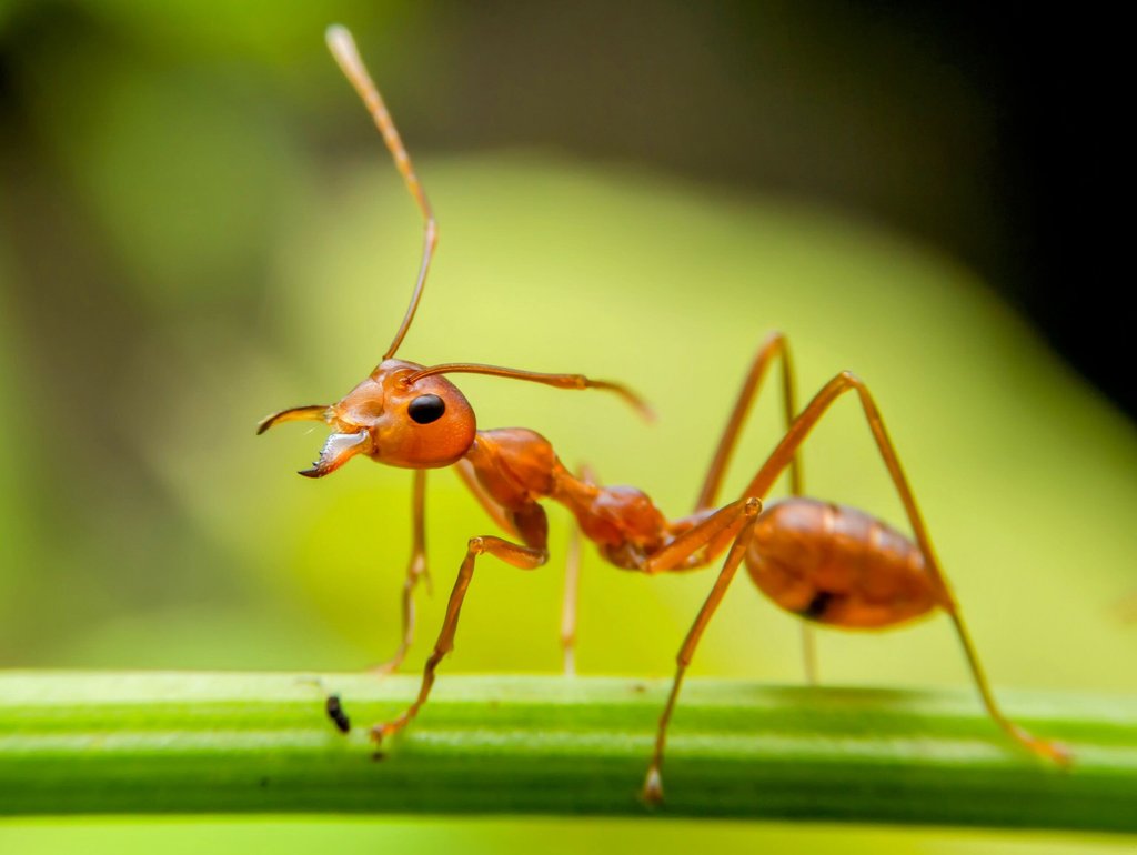 ¿Qué significado espiritual tienen las hormigas en la casa? - 7 - noviembre 5, 2022