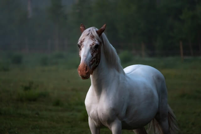 10 Razas de caballos más lindas del mundo - 9 - noviembre 24, 2022