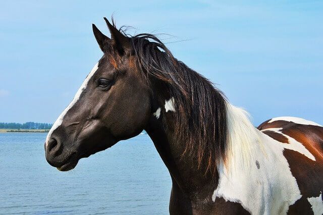 10 Razas de caballos más lindas del mundo - 17 - noviembre 24, 2022