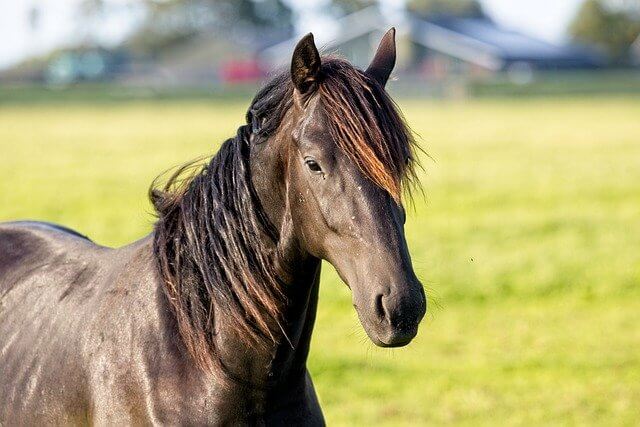 10 Razas de caballos más lindas del mundo - 13 - noviembre 24, 2022