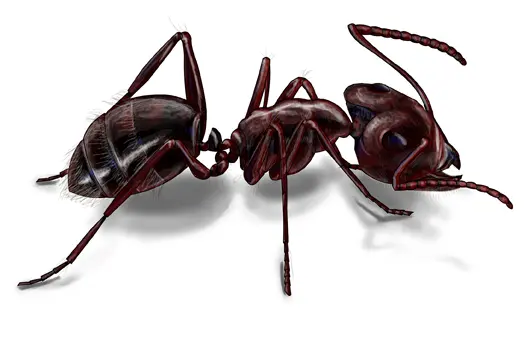 ¿Qué significado espiritual tienen las hormigas en la casa? - 11 - noviembre 5, 2022