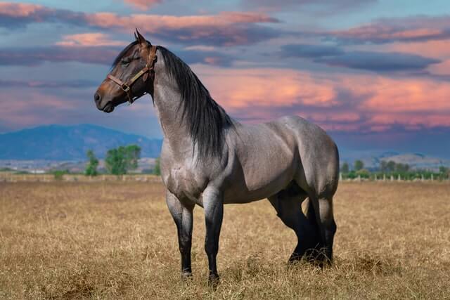 10 Razas de caballos más lindas del mundo - 21 - noviembre 24, 2022