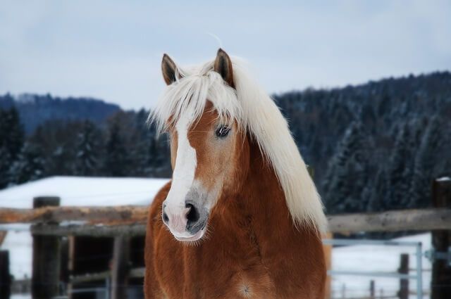 10 Razas de caballos más lindas del mundo - 15 - noviembre 24, 2022