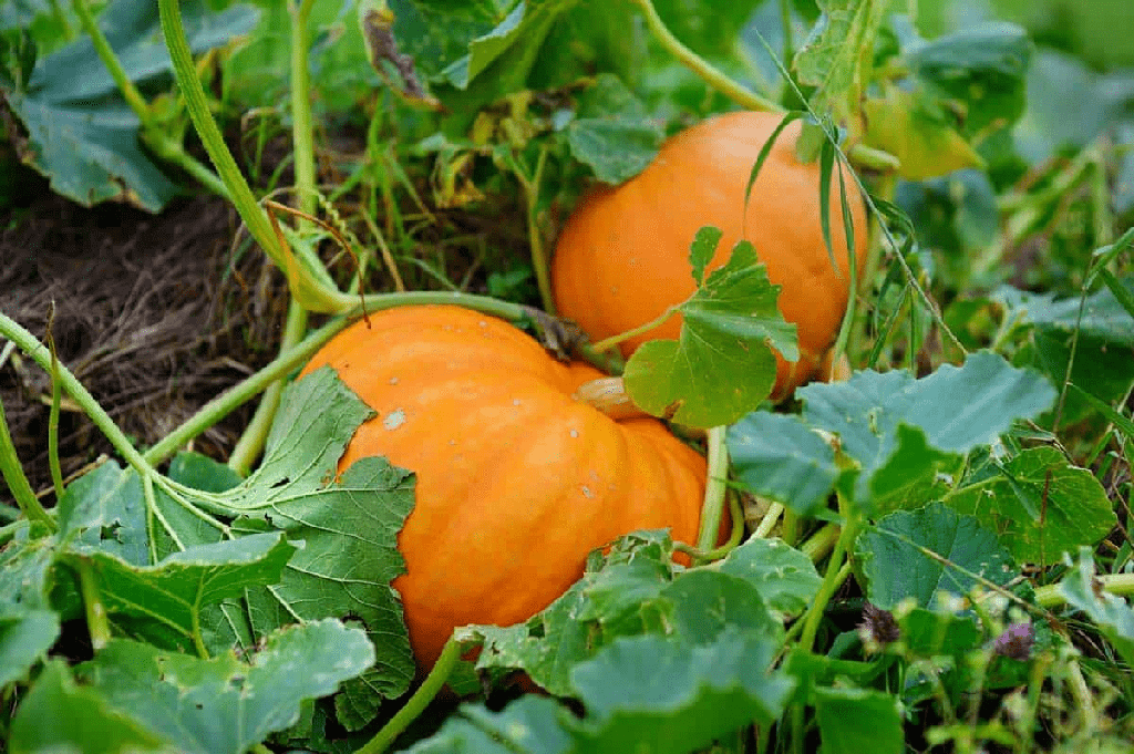 Consejos para cultivar plantas saludables de calabaza - 3 - noviembre 4, 2022