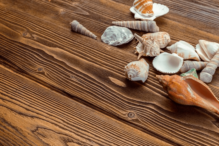 ¿Es bueno tener conchas marinas en casa? - 7 - noviembre 11, 2022