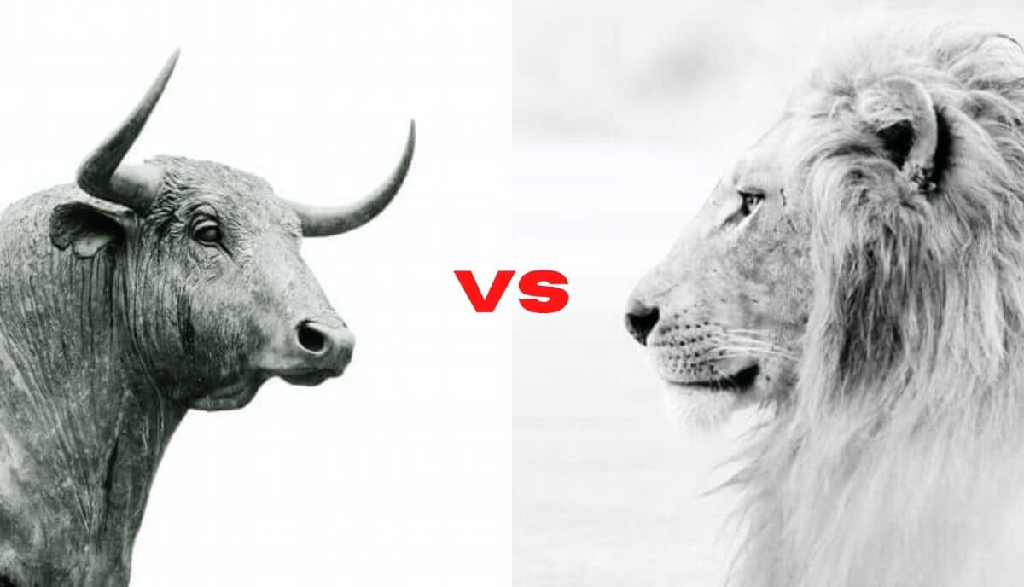 león vs toro: ¿Quién ganaría? - 3 - noviembre 14, 2022