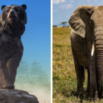 Elefante vs oso (¿quién ganaría?)