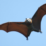 ¿Son los murciélagos inteligentes?
