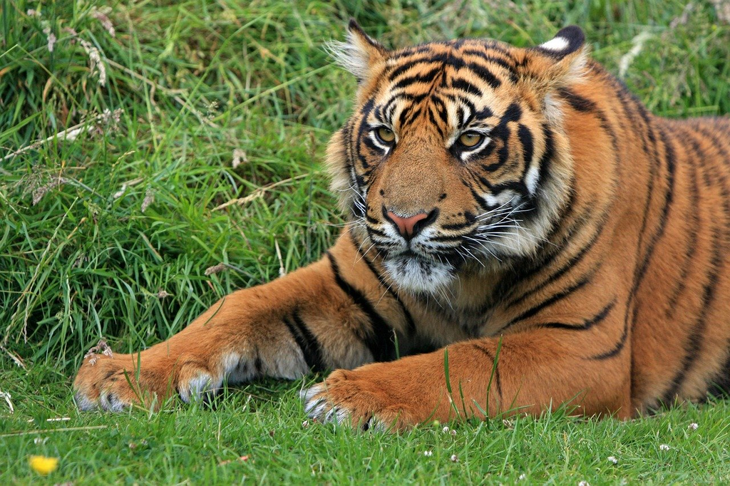 ¿Cómo se protegen los tigres? - 1 - noviembre 15, 2022