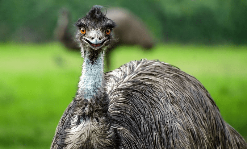 ¿Emus escupe? - 7 - noviembre 17, 2022