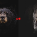 Bear vs Rhino - ¿Quién ganaría en una pelea?