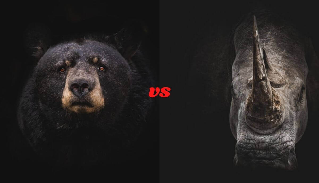 Bear vs Rhino - ¿Quién ganaría en una pelea? - 3 - noviembre 18, 2022