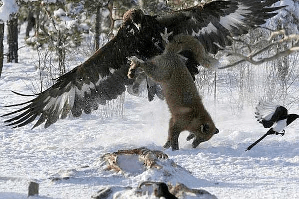 ¿Los lobos comen halcones? - 7 - noviembre 18, 2022