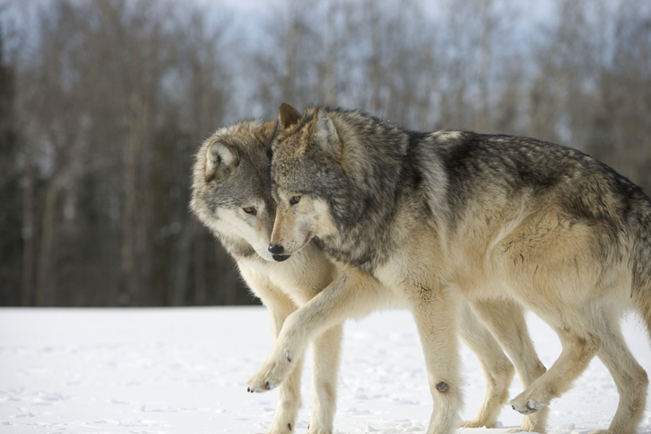 ¿Pueden los lobos ronronear? - 3 - noviembre 24, 2022