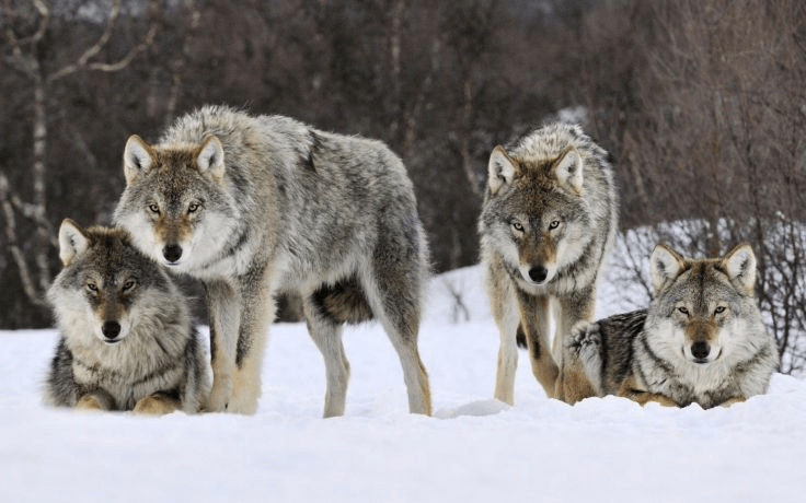 ¿Pueden los lobos ronronear? - 9 - noviembre 24, 2022