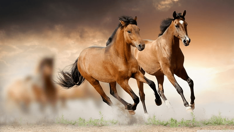 10 Razas de caballos más lindas del mundo - 3 - noviembre 24, 2022